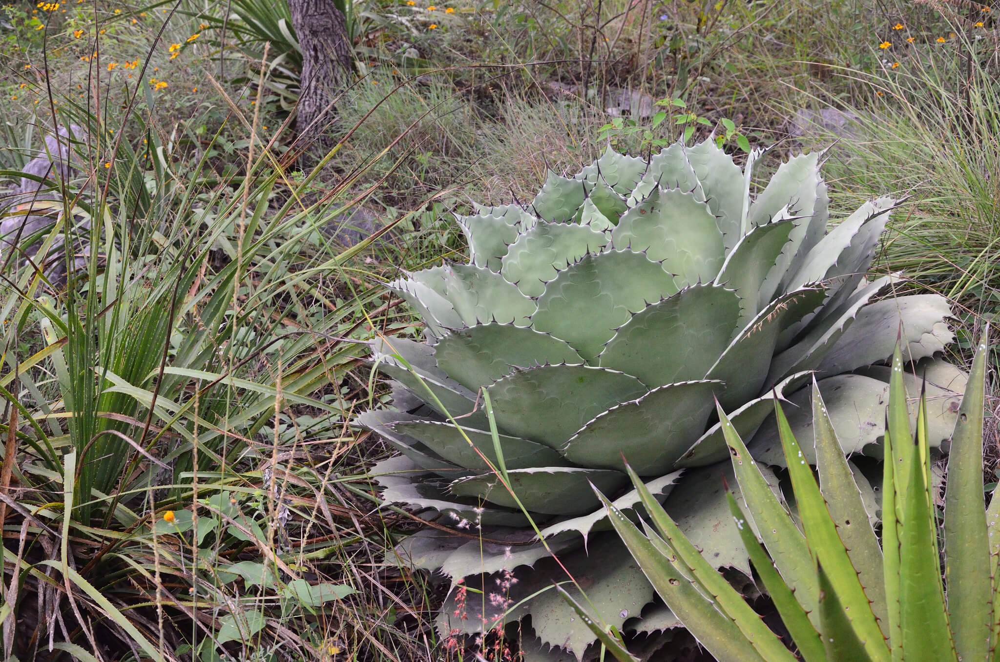 Agave parrasana